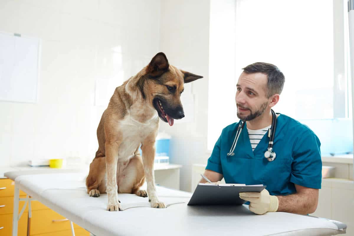 Vet consultation