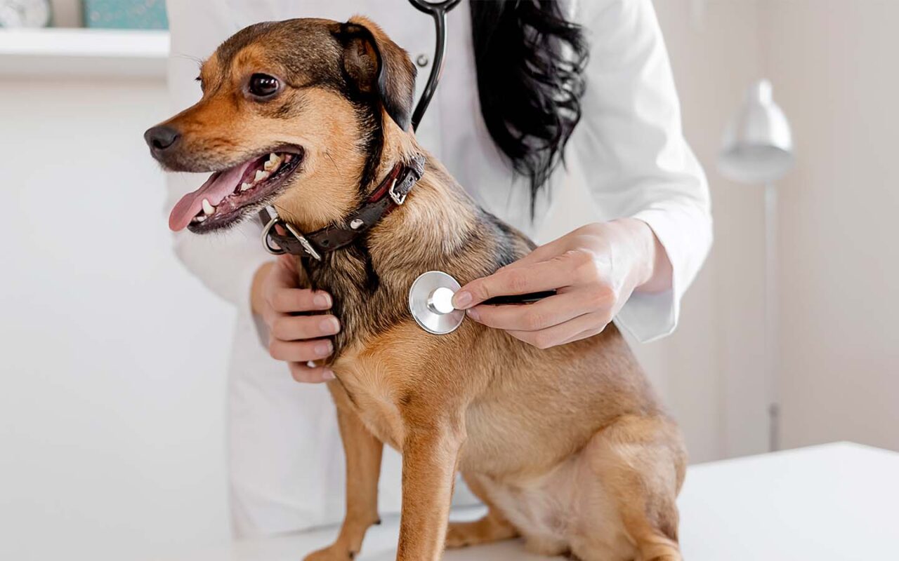 canine-dental-chart-free-chart-to-improve-client-education-weave for Free Printable Canine Dental Record Canine Dental Chart: Free Chart to Improve Client Education | Weave for Free Printable Canine Dental Record