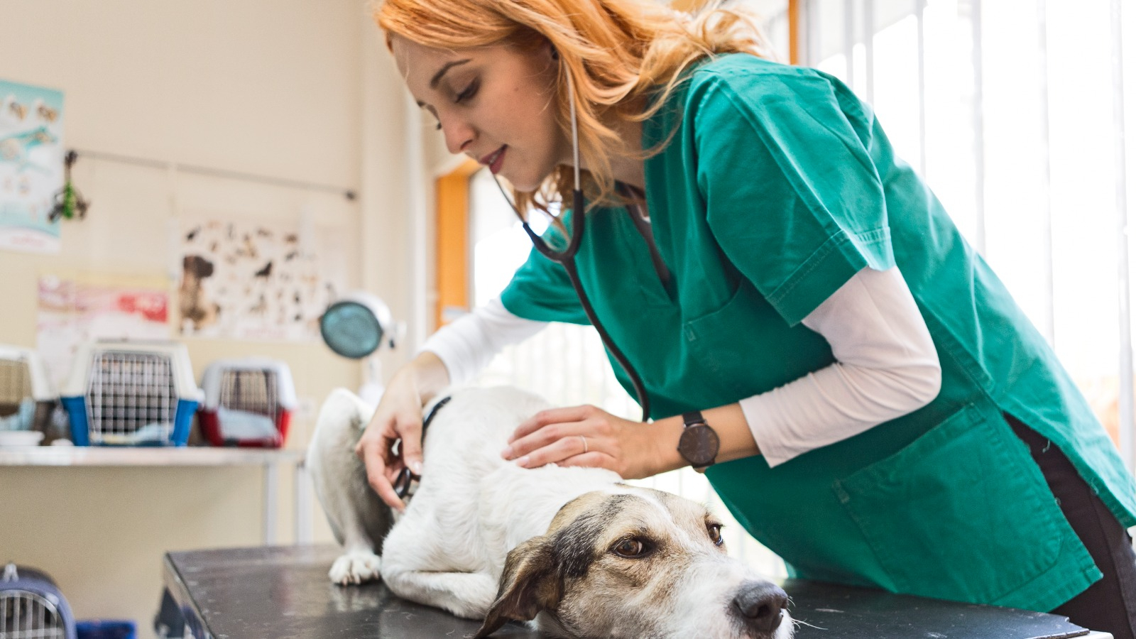 Your Guide to Online Vet Tech Programs Across the US and Canada - Weave