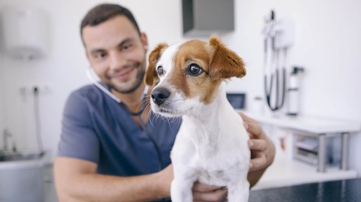 Veterinary Practice Analytics How to Find Data Insights Weave