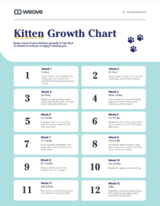 Kitten Growth Chart for Veterinarian Clients & Pet Parents | Weave | Weave