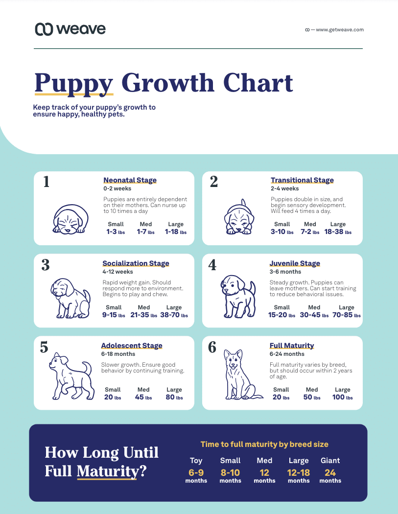 Creating a Puppy Growth Chart for Veterinarians | Weave